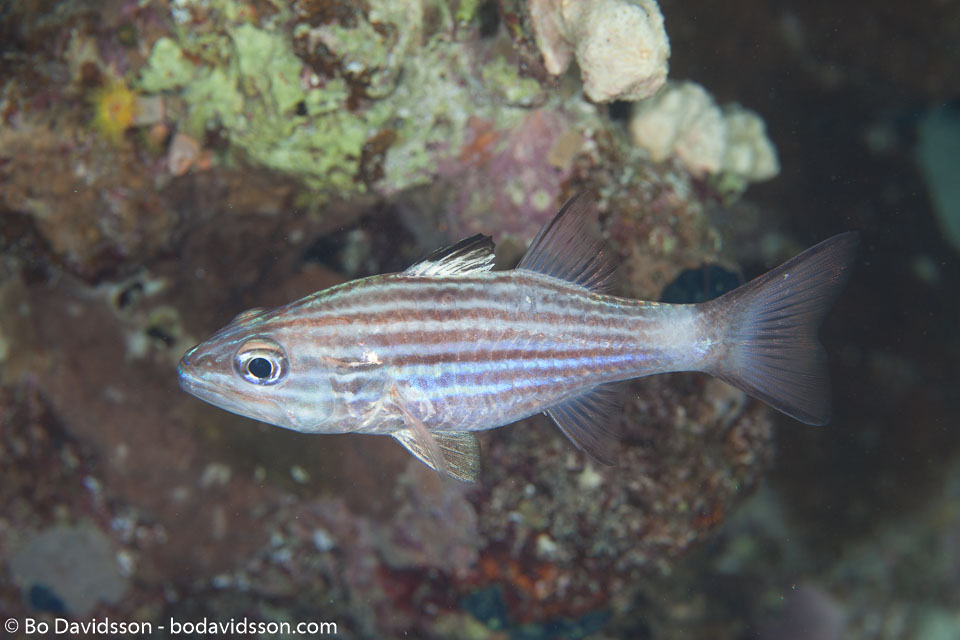 BD-150227-Gubal-Strait-7310-Cheilodipterus-macrodon-(Lacepède.-1802)-[Largetoothed-cardinalfish].jpg